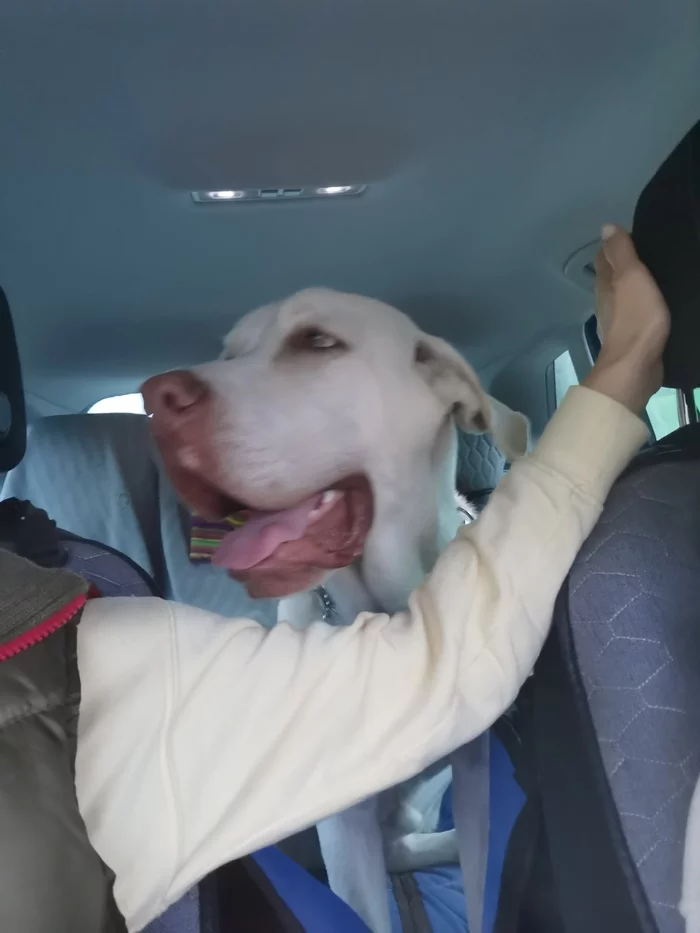 Continuation of the post “A young mestizo dog (most likely), abandoned at a construction site, is looking for his safe home. SPB and LO  - In good hands, Longpost, Reply to post, Video, Animal Rescue, Dog