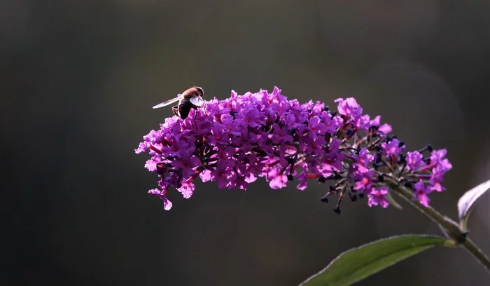 Pictures of Holland - My, Netherlands (Holland), Nature