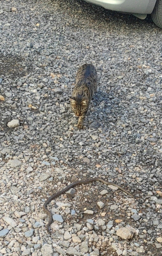 I got out of the car near the house ... - My, Snake, Hunter, Video, Longpost, Patterned Runner, Wild animals, Town