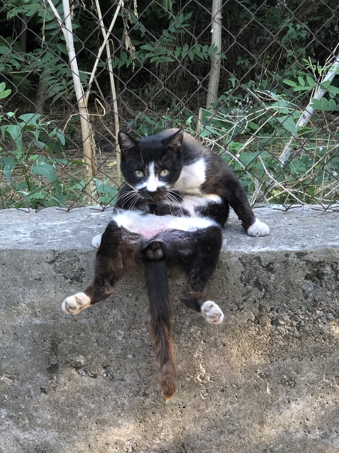 Главный альфач на районе