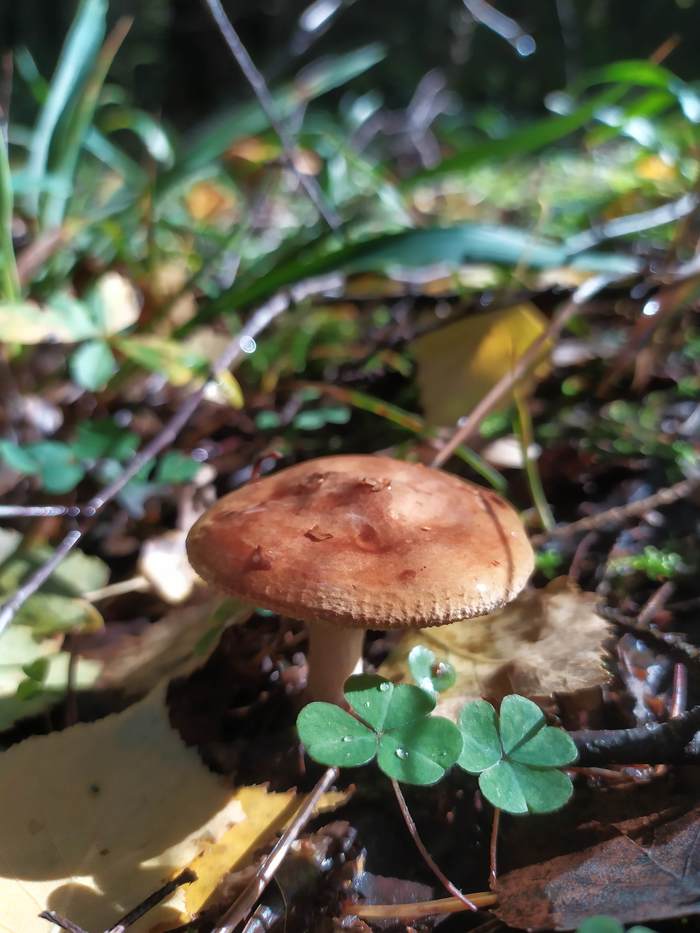 Autumn, forest and mushrooms - My, Forest, Autumn, Mushrooms, Kostroma region