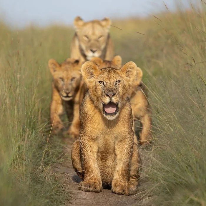Meeting on the narrow path - a lion, Lion cubs, Lioness, Big cats, Cat family, Wild animals, wildlife, Africa, , The photo, Young, Predatory animals, Meeting, Path