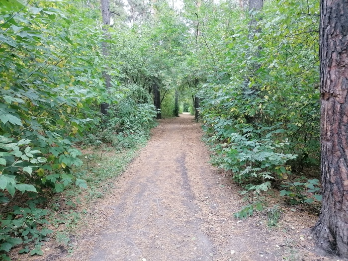 Дверь в лето