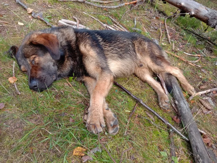 Vsevolozhsk district - SertolovoDog found - No rating, Found a dog, Vsevolozhsk, Vsevolozhsky district, Sertolovo, Leningrad region, Dog