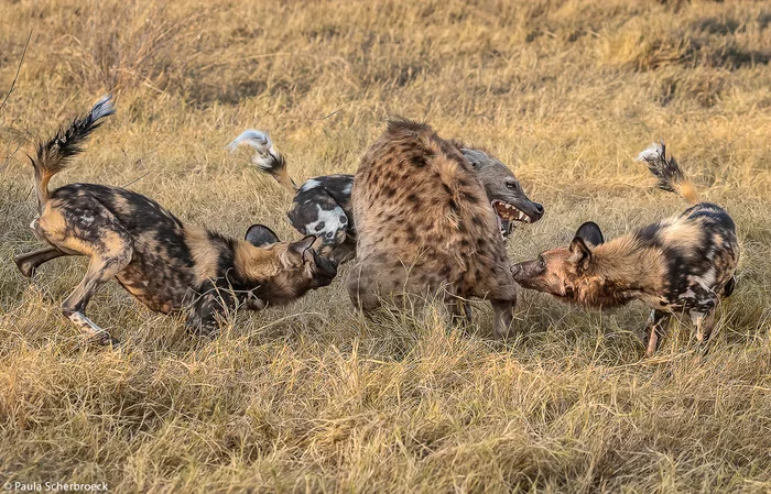 What are you dogs doing? - Hyena dog, Canines, Spotted Hyena, Hyena, Predatory animals, Wild animals, wildlife, South Africa, , The photo, Fight