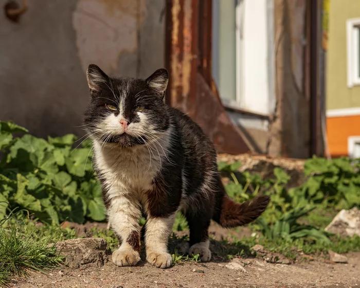 Уличный кот - Моё, Кот, Животные, Уличная фотография, Фотография