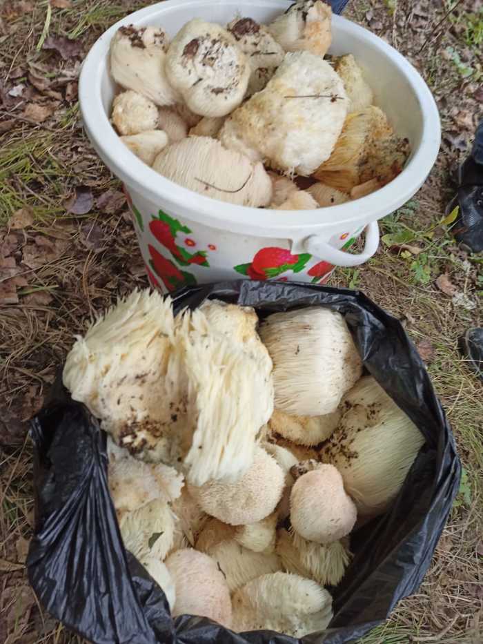 Golden mushrooms from the Far East - My, Mushrooms, Silent hunt, Red Book, Amur region, Ezhovik