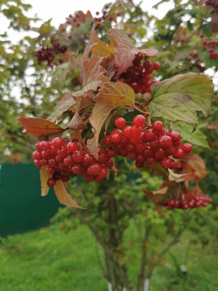 Калина красная