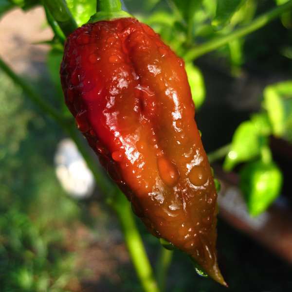 Beware it's hot! Not NSFW - My, Pepper farming, Scoville scale, Longpost