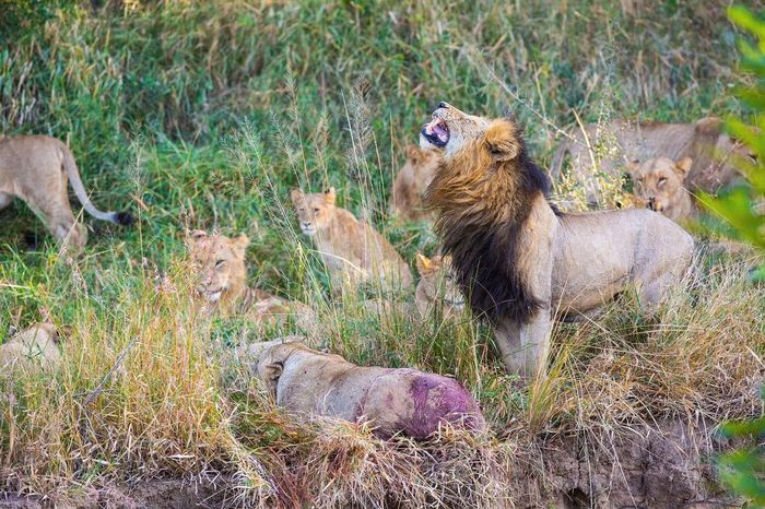 Family drama - Lioness, a lion, Big cats, Cat family, Predatory animals, Wild animals, wildlife, South Africa, , The photo, Family drama, Reserves and sanctuaries