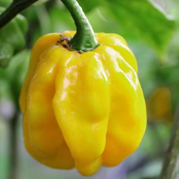 Beware it's hot! Not NSFW - My, Pepper farming, Scoville scale, Longpost