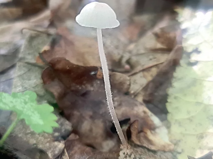 strange forest - My, Forest, Mushrooms, Moss, Unknown crap, Mobile photography, The photo, Longpost