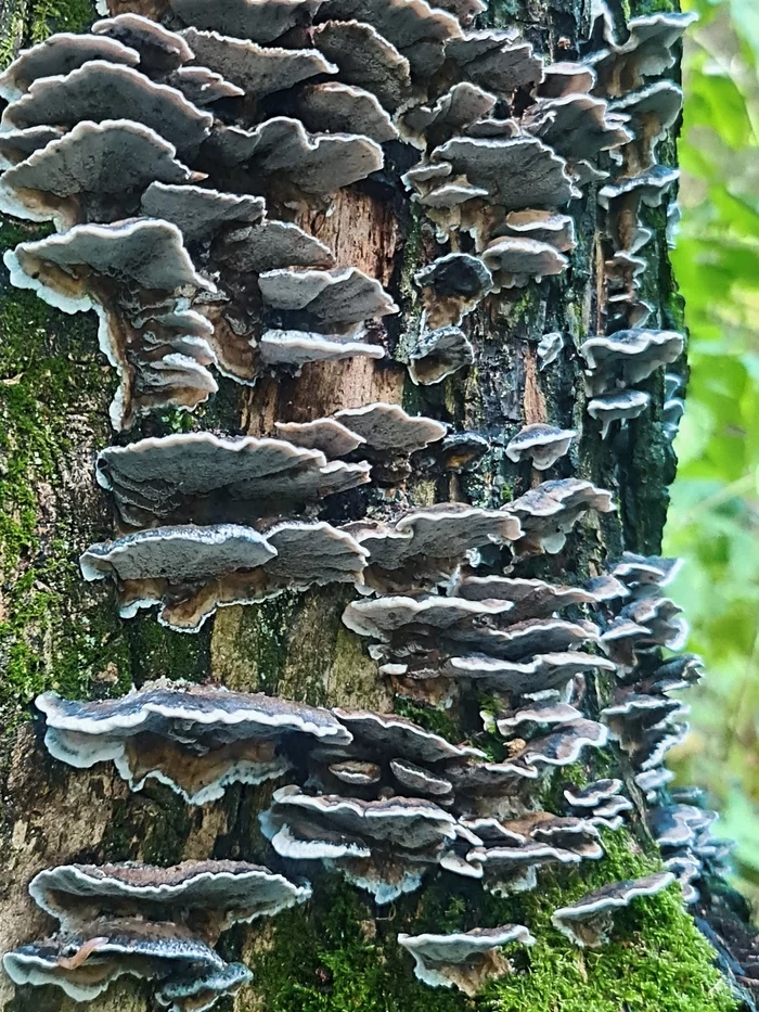 strange forest - My, Forest, Mushrooms, Moss, Unknown crap, Mobile photography, The photo, Longpost
