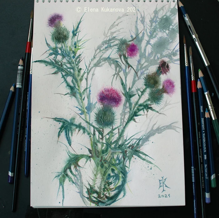 Thistle - My, Art, Flowers, Watercolor, Botany, Scotland, Graphics