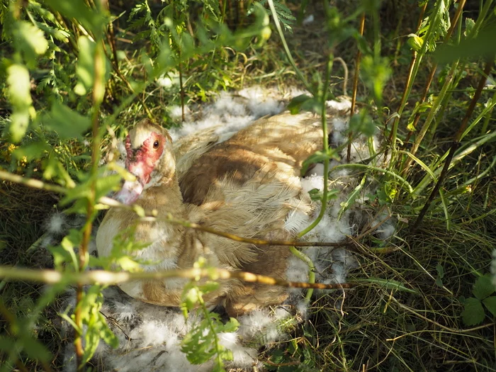 Duck waiting for offspring - My, Duck, Nest, Offspring, Ducklings, Farming, Summer