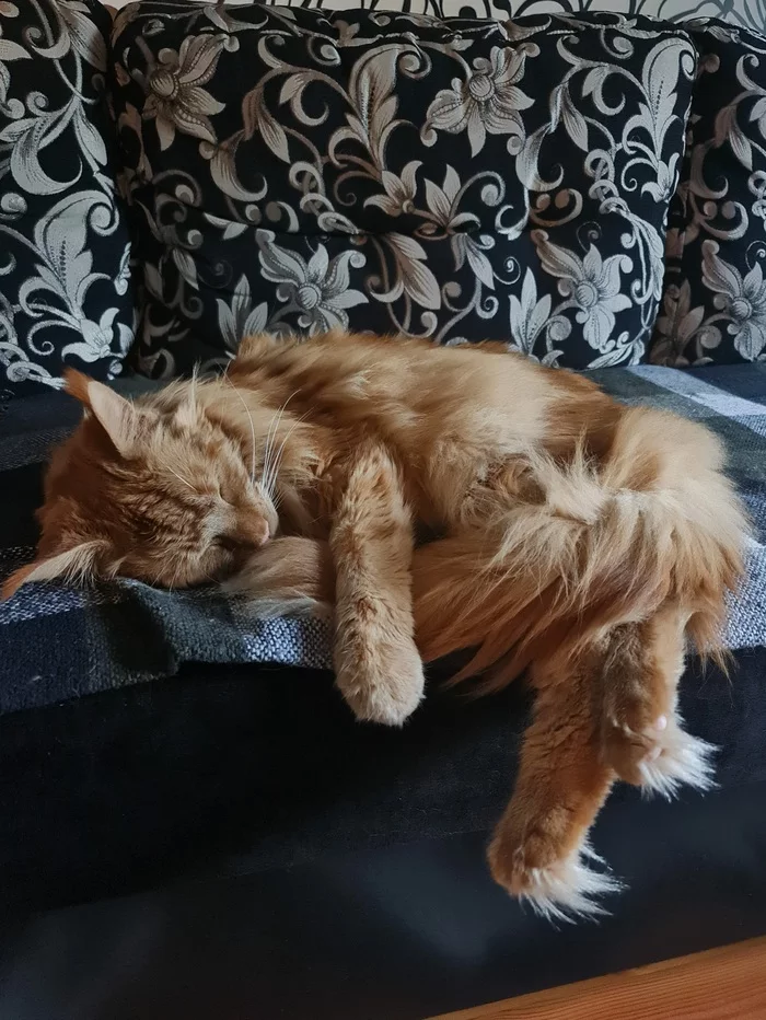 The main thing is that the tail is not stolen - My, cat, Maine Coon, The photo