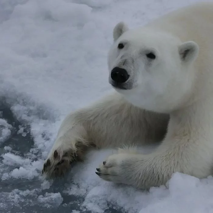 About polar bears - My, The Bears, Polar bear, Arctic, Animals, Travels, Longpost