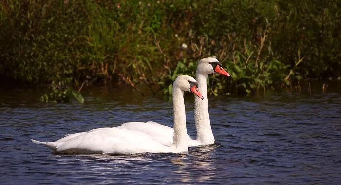 Pictures of Holland - My, Netherlands (Holland), Nature, Swans