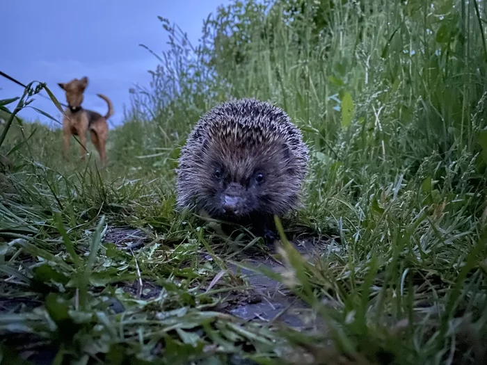 Good evening! - My, Hedgehog, Walk