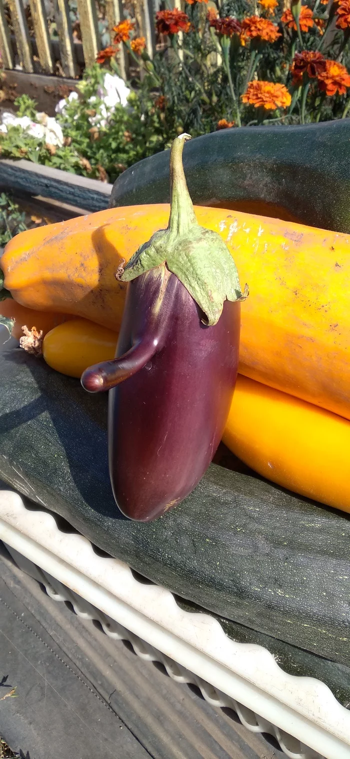 He lied too much - My, Eggplant, Garden, Longpost