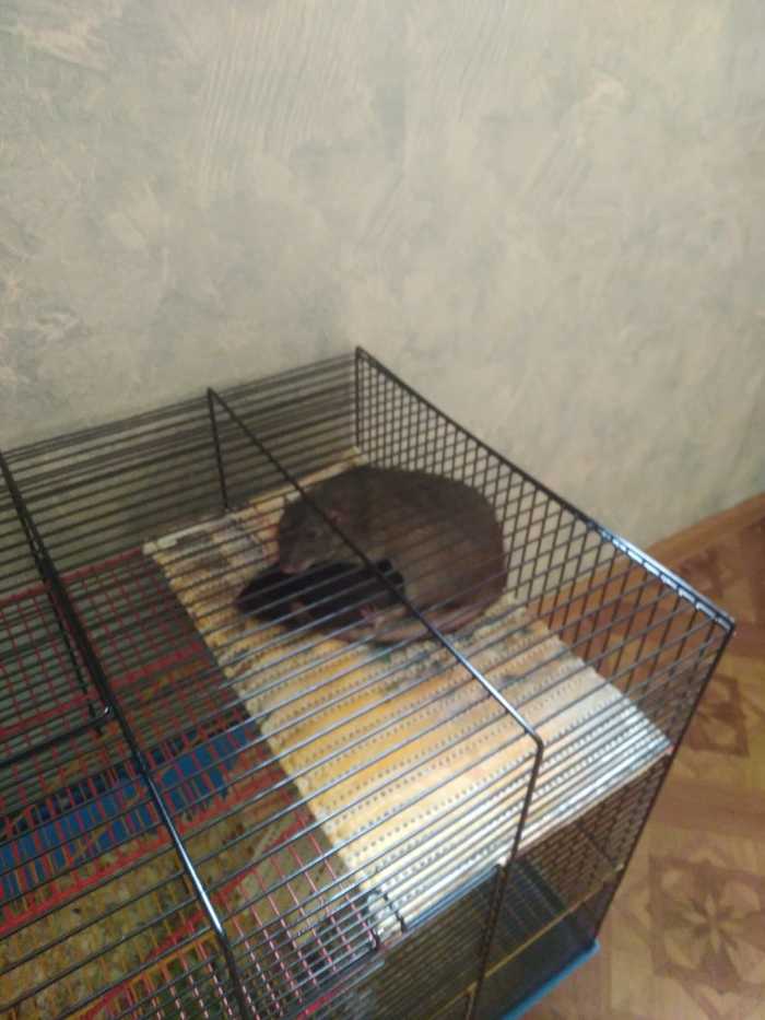 I sleep on my sister - My, Decorative rats, Milota, Longpost