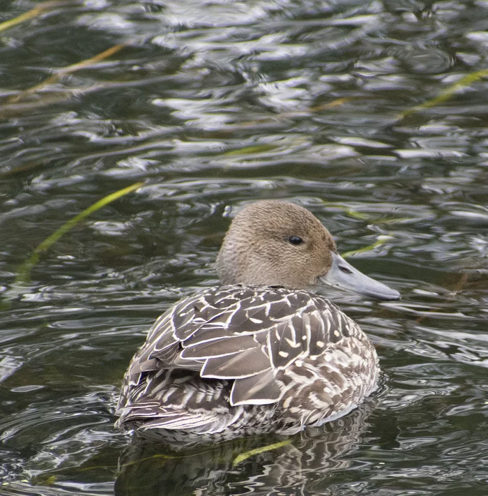 Pintail - My, Birds, Ornithology, Nature, wildlife, Duck, Pintail, Klyazma, Schelkovo, , Walk, Hobby, Photo hunting, Autumn, Longpost