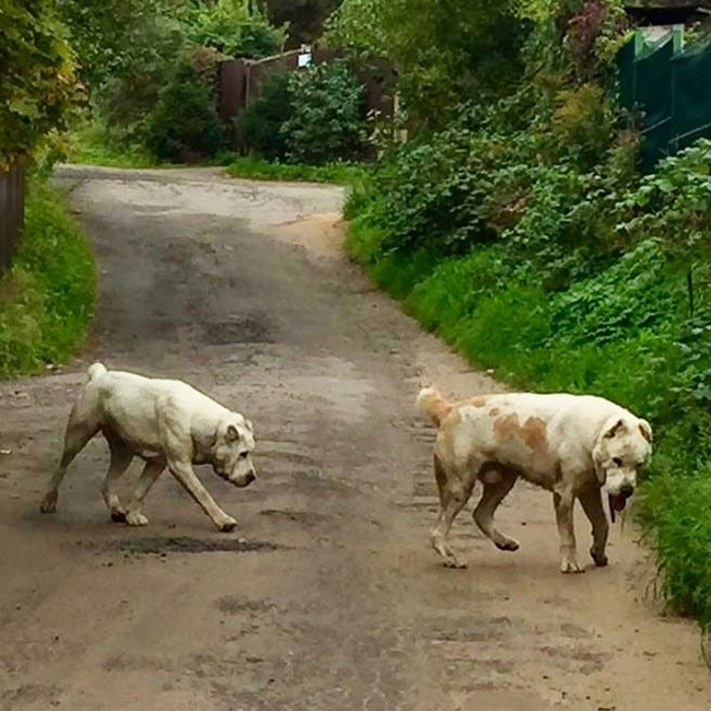 [Owners found] Vsevolozhsk-Voeykovo. Whose dogs? - No rating, Found a dog, Vsevolozhsk, Vsevolozhsky district, Leningrad region, Dog, In good hands