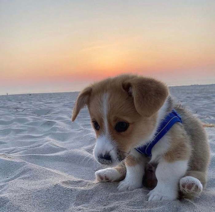 Depressed - Puppies, Sand, Milota, Dog