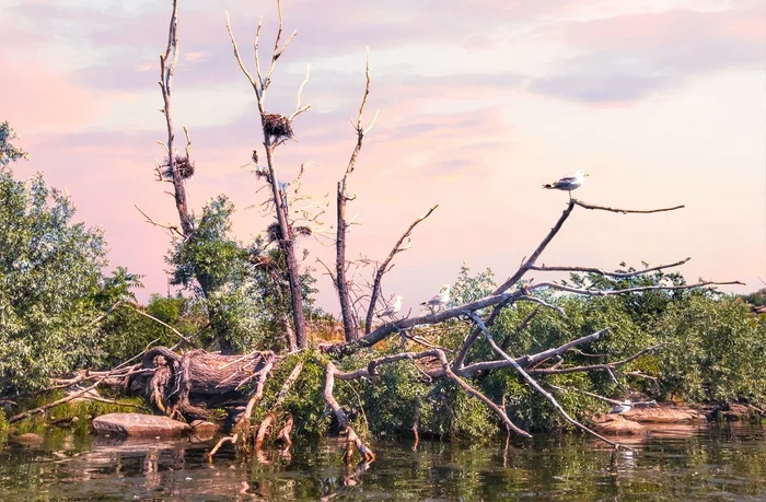 Inhabitants near the Dnieper - My, Landscape, Travels, Dnieper, Birds, Sunset, Longpost