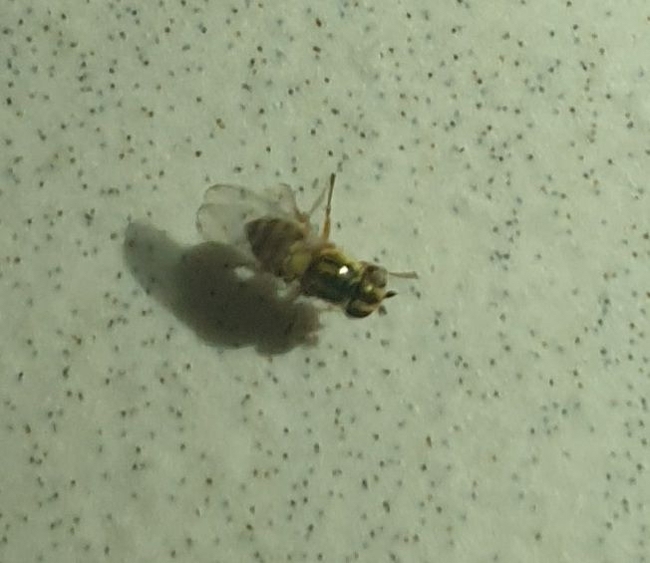 Help identify animals - My, Midges, Who is this?