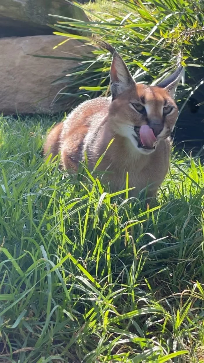 What are you doing here, huh? - Cat family, Wild animals, Milota, Animal protection, Australia, Reserves and sanctuaries, Wild cat center, Caracal, , Small cats, Attack, Vertical video, Video, Longpost