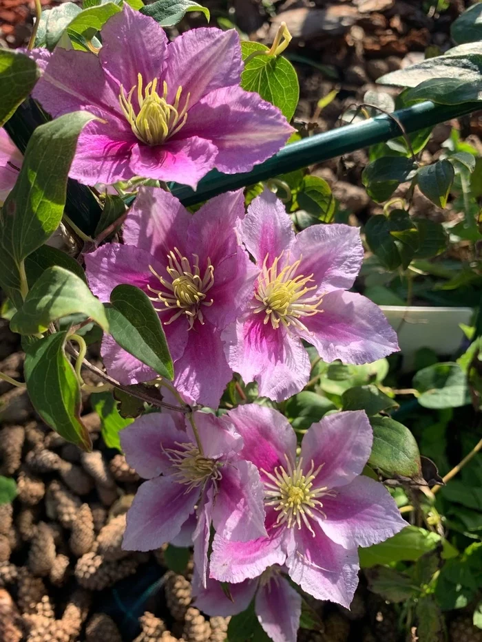 Clematis Piilu - 1 year planting - My, Clematis, Gardening, Dacha, Longpost