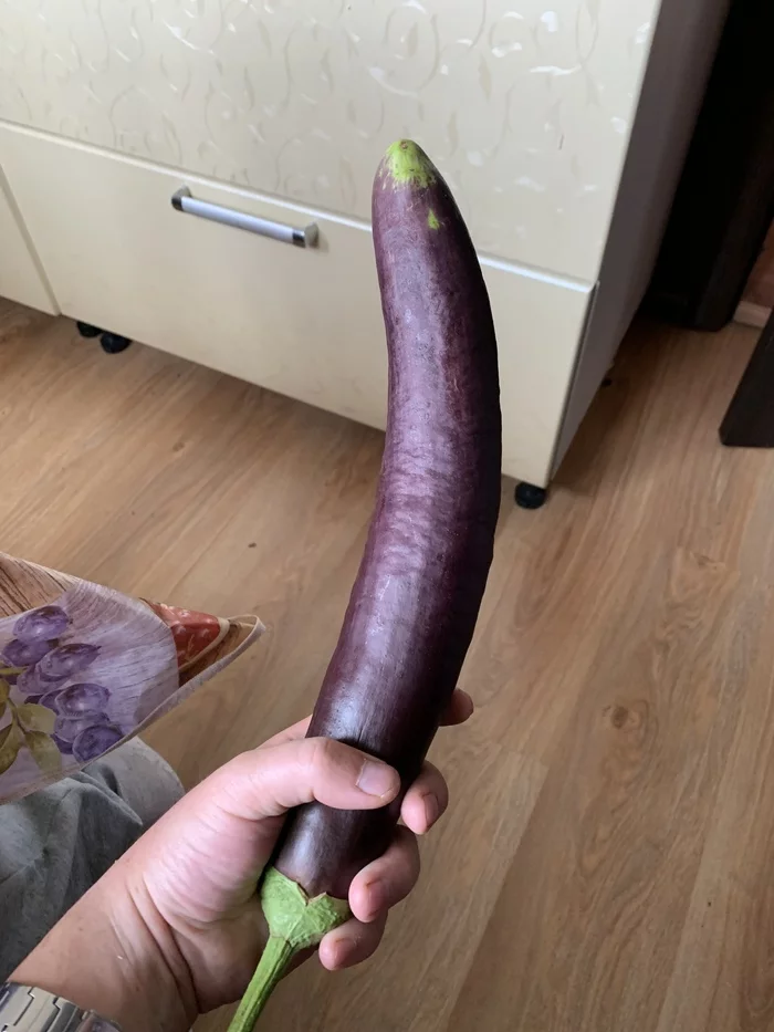 Eggplant Pikabushnik - My, Eggplant, 49 and 5, Vegetables, Сельское хозяйство, Garden