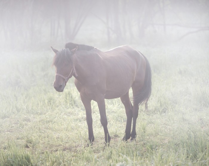 Лошади в утреннем тумане Лошади, Животные, Фотография, Природа, Красота природы, Туман, Утро, Лонгпост