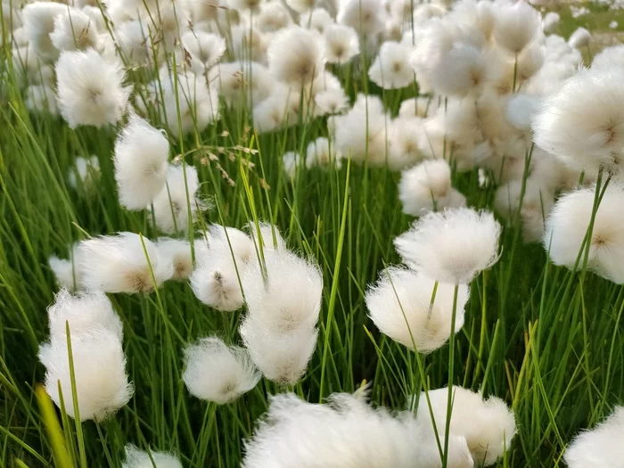 YaNAO, cottongrass - YaNAO, Fluffy