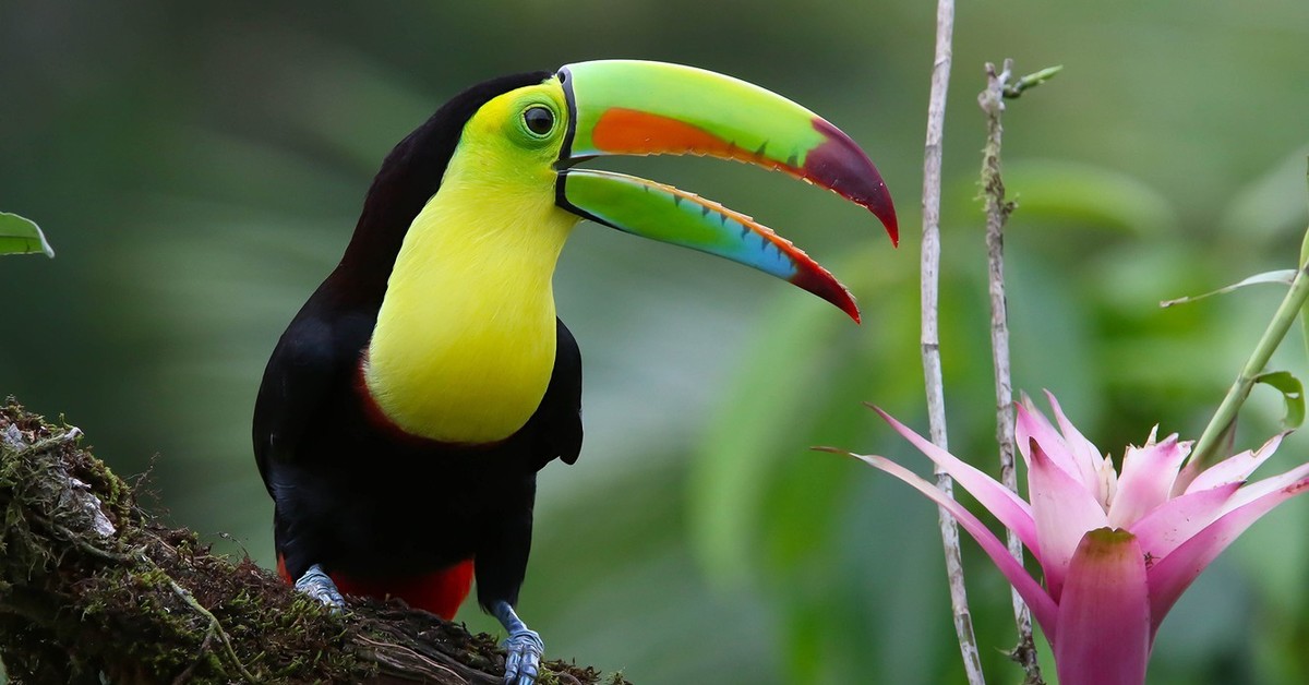 Tropical bird. Тукан птица. Попугай Тукан. Радужный Тукан. Тукан и Какаду.