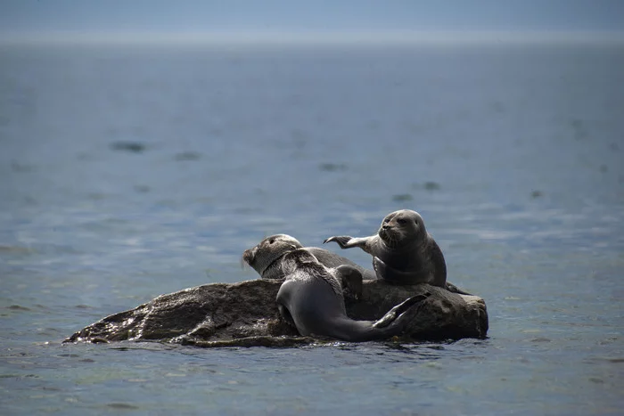 Seals nyash ^^ Baikal Circum-Baikal Railway July 2021 - My, The photo, Baikal, Animals, Seal, Nature, Longpost