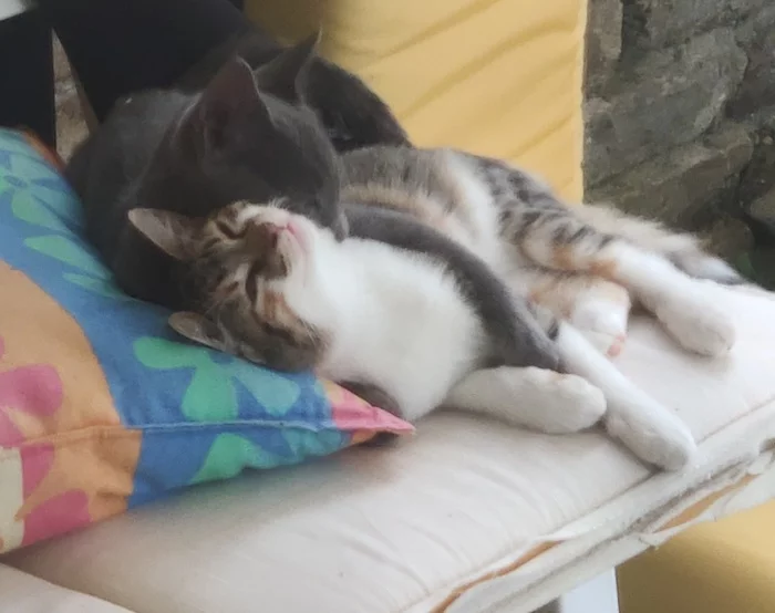 cat hugs - My, cat, Milota, Hugs, Sweet couple