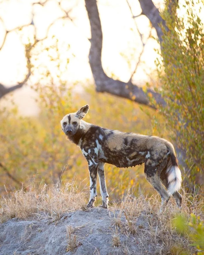 single ear - Hyena dog, Canines, Predatory animals, Wild animals, wildlife, Reserves and sanctuaries, The photo