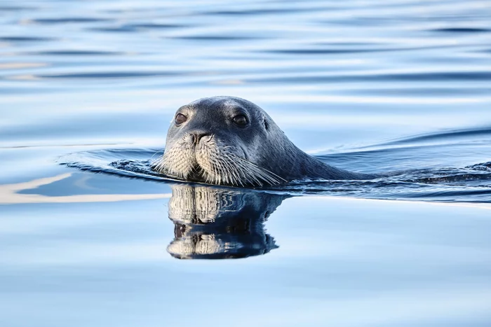 sea ??hare - , Seal, Pinnipeds, Wild animals, Predatory animals, Marine life, Arctic, White Sea, , The national geographic, The photo, Animals, 