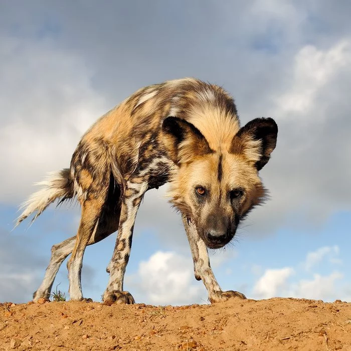 You yourself are a stooping dog - Hyena dog, Canines, Predatory animals, Wild animals, wildlife, Reserves and sanctuaries, The photo