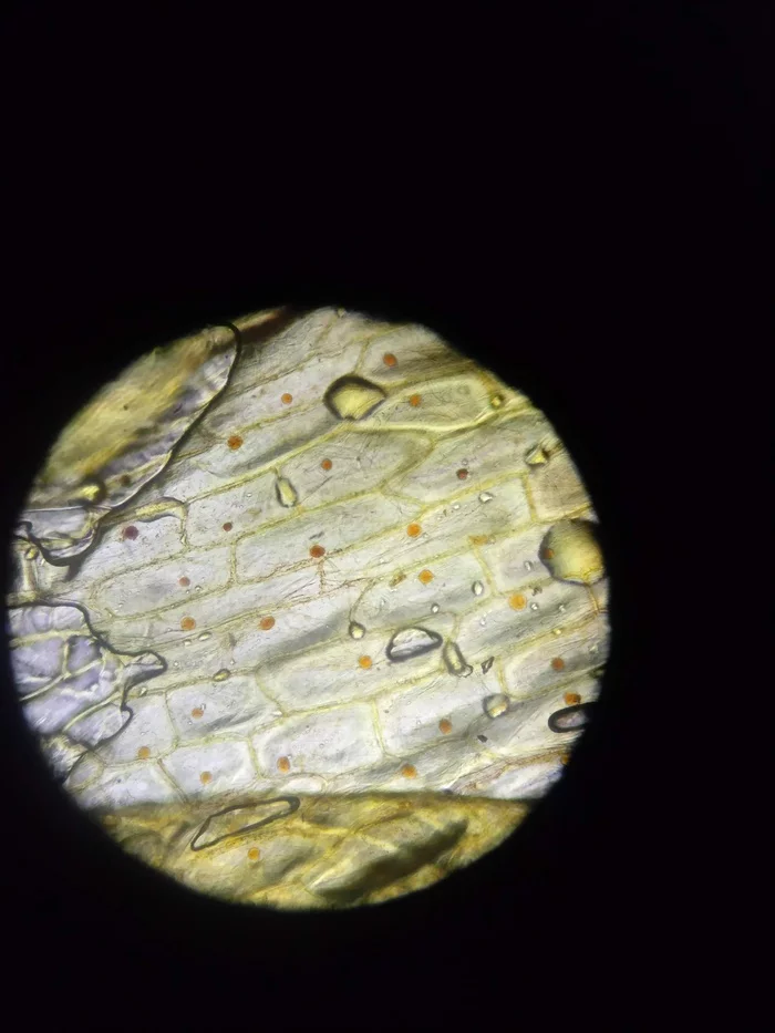 Reply to the post Onion skin cells - My, Onion, Microscope, Microscopy, Reply to post, Longpost