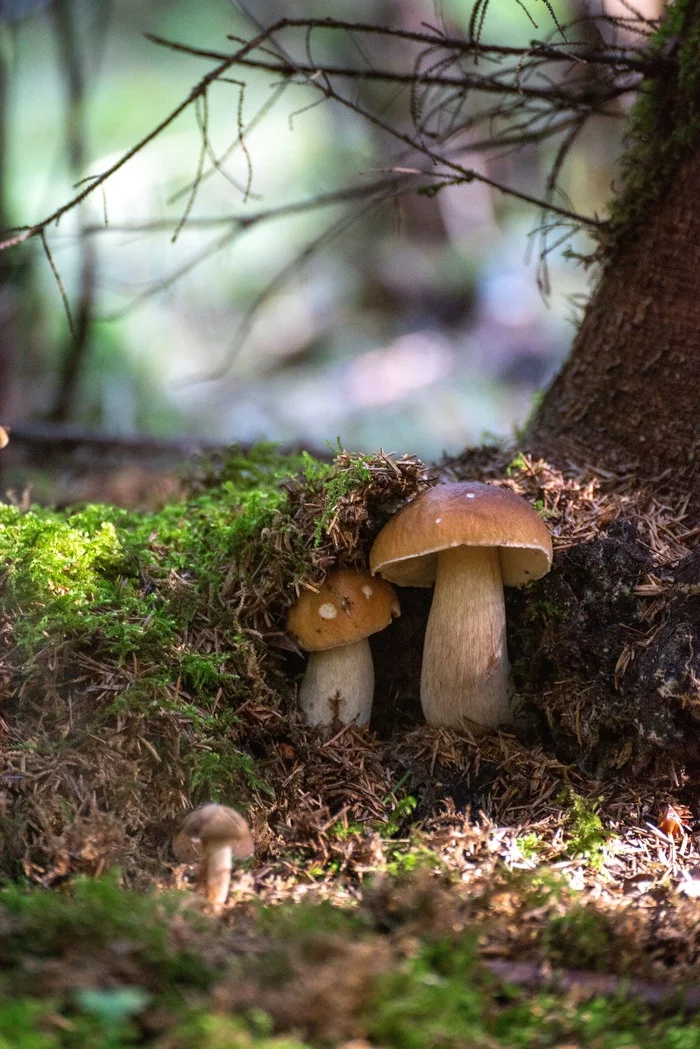 Mushroom photo shoot - My, Mushrooms, Borovik, Longpost