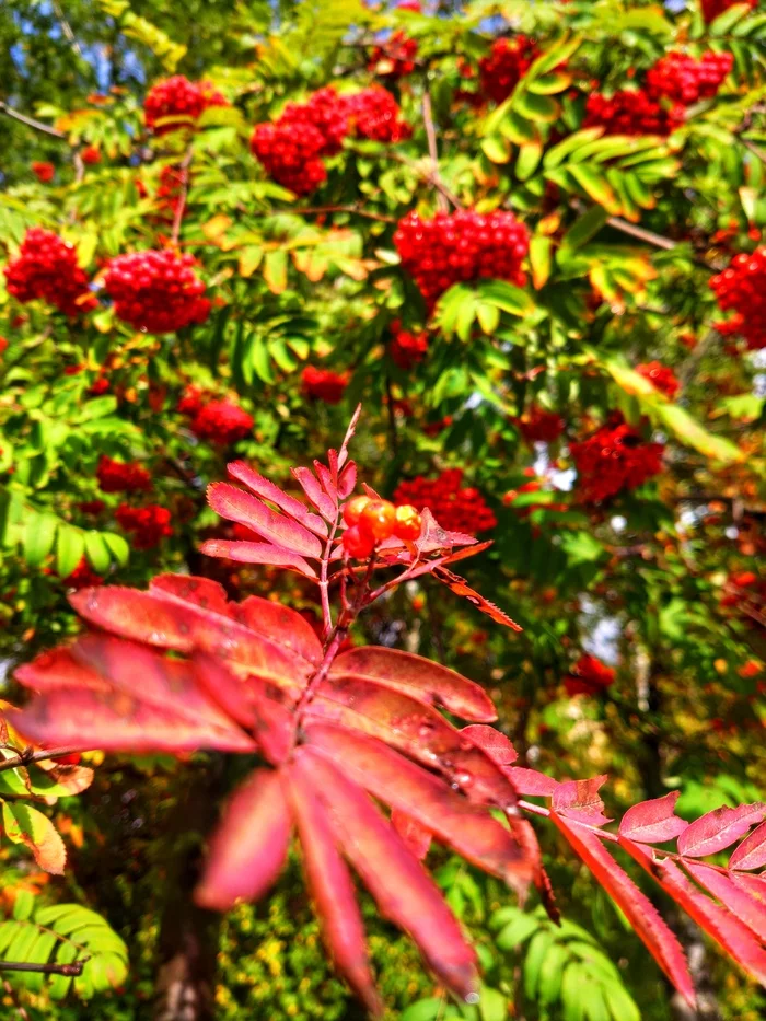 Autumn - My, Mobile photography, Rowan