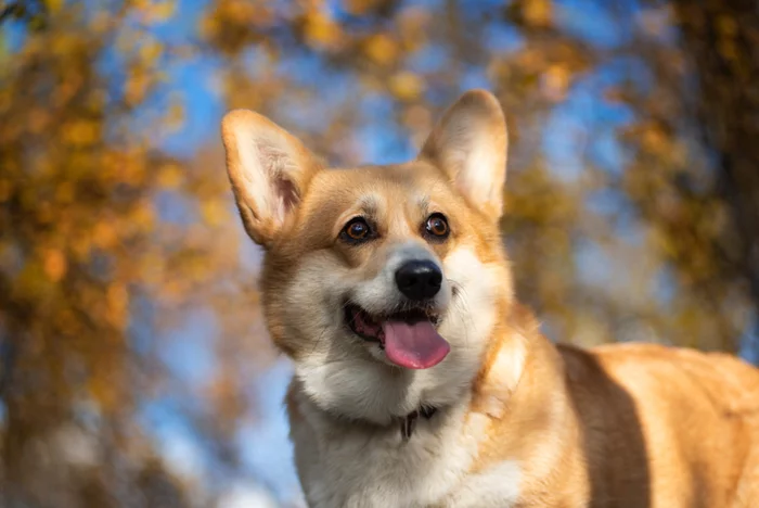 Autumn is for everyone - My, Autumn, Corgi, Squirrel, Arctic, Longpost, Dog