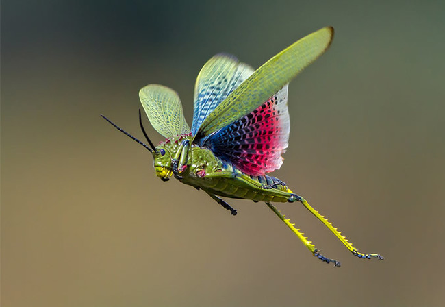 Locust - Locust, Insects, Wild animals, wildlife, Reserves and sanctuaries, South Africa, The photo