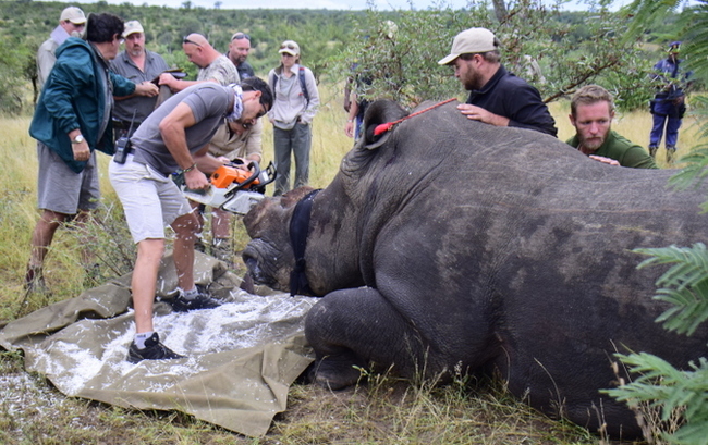 Mass operation to remove horns from rhinos - Rhinoceros, Poachers, South Africa, Wild animals, wildlife, Longpost, Reserves and sanctuaries