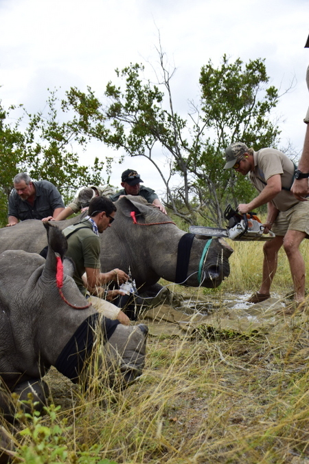 Mass operation to remove horns from rhinos - Rhinoceros, Poachers, South Africa, Wild animals, wildlife, Longpost, Reserves and sanctuaries