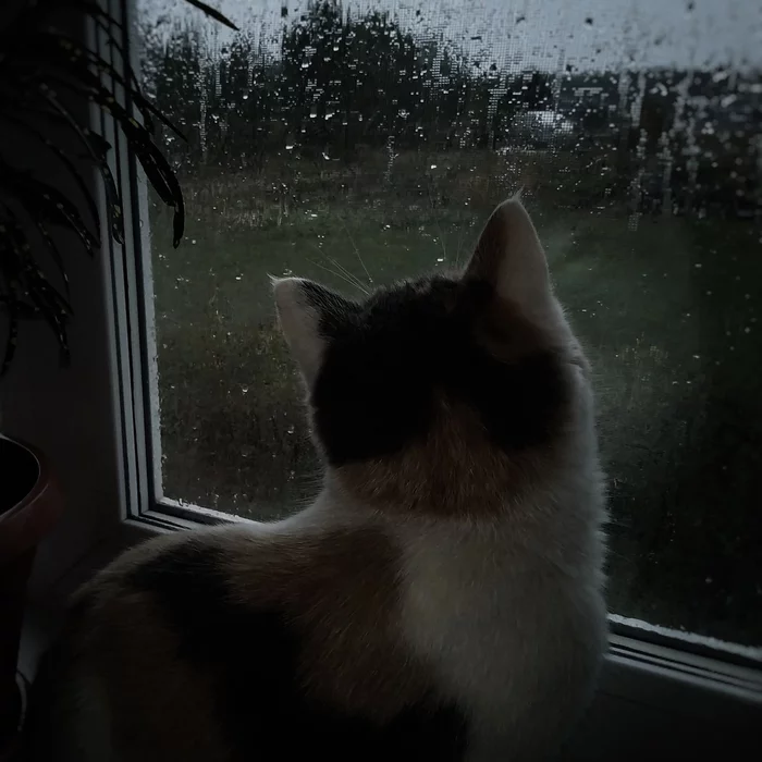 Spleen - My, Tricolor cat, Autumn, Rain, Sadness, cat