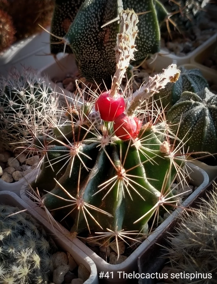 Berries of the cactus Thelocactus setispinus. - My, Bloom, Berries, Cactus, Blooming cacti, Succulents, Fruit, Houseplants, Longpost